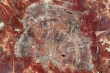 Colorful, Petrified Wood (Araucarioxylon) Round - Arizona #195138-1